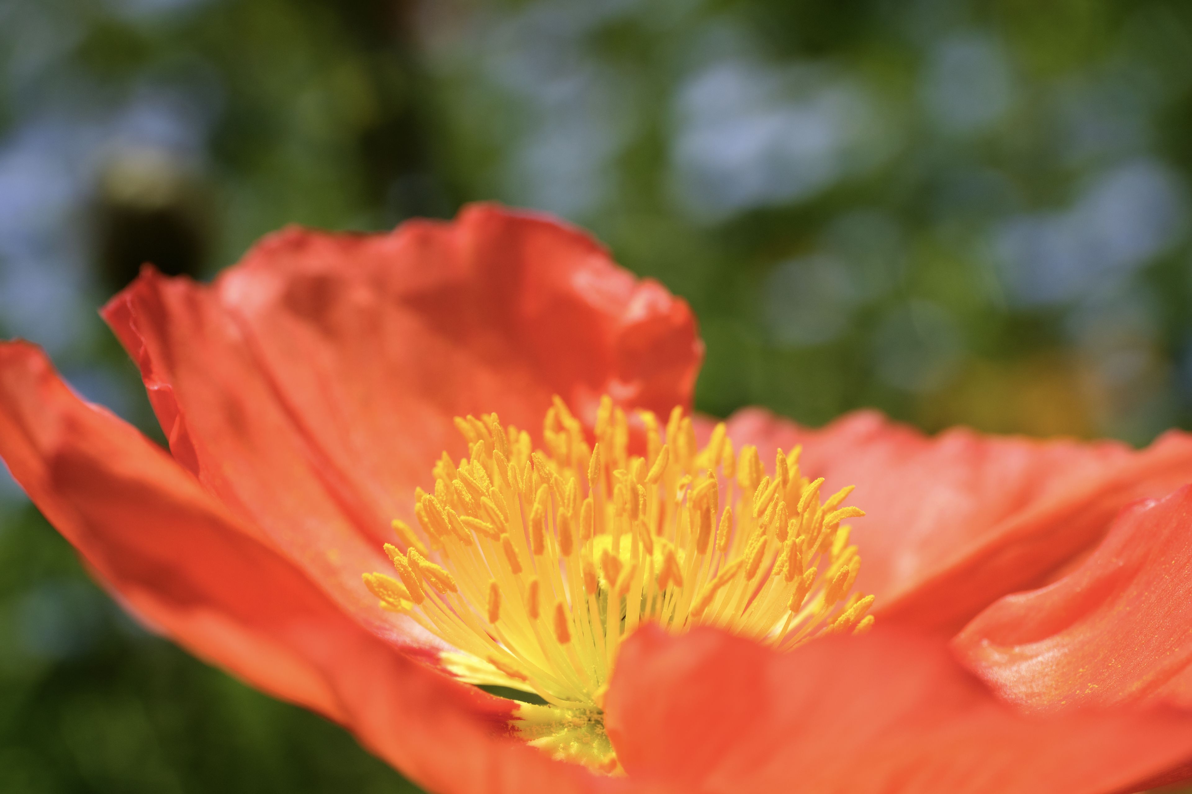 Close-up of an orange poppy flower with a yellow stamen center against a blurred green background