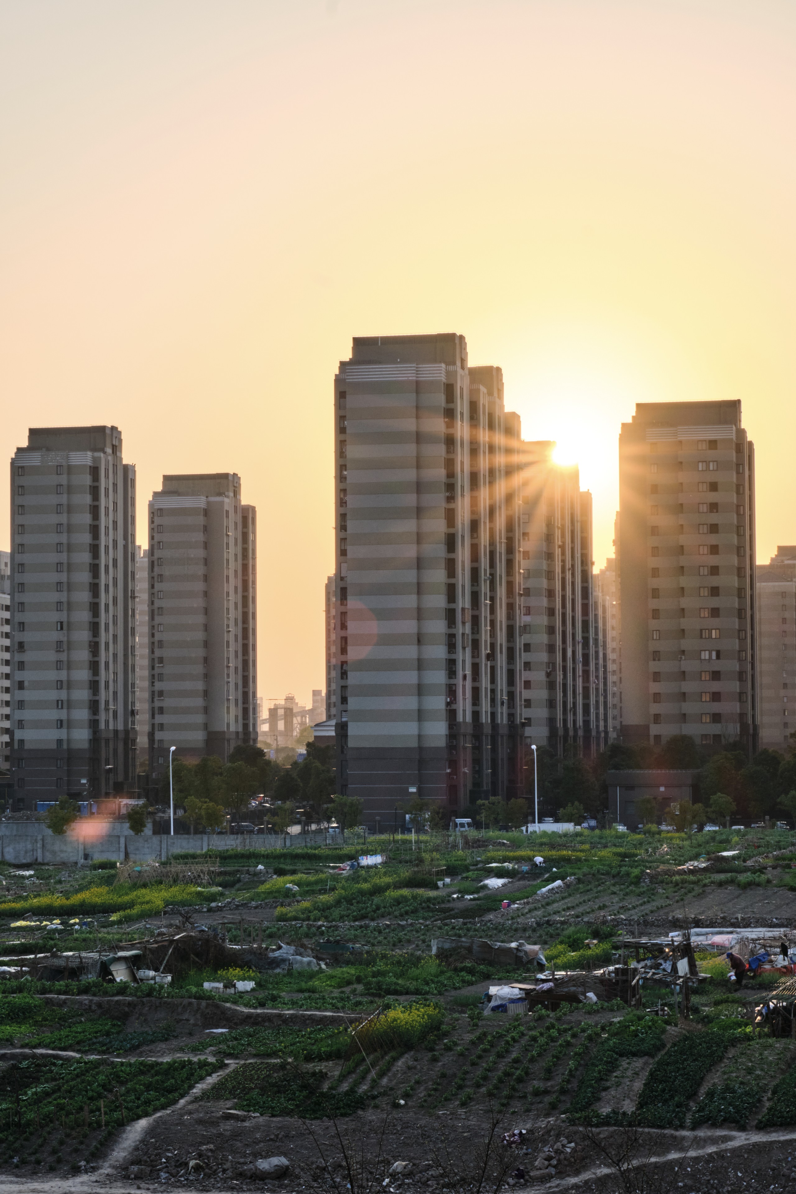 A low-angle view of multiple tall residential apartment buildings under a golden sky during sunset, with foreground agricultural plots and dirt paths