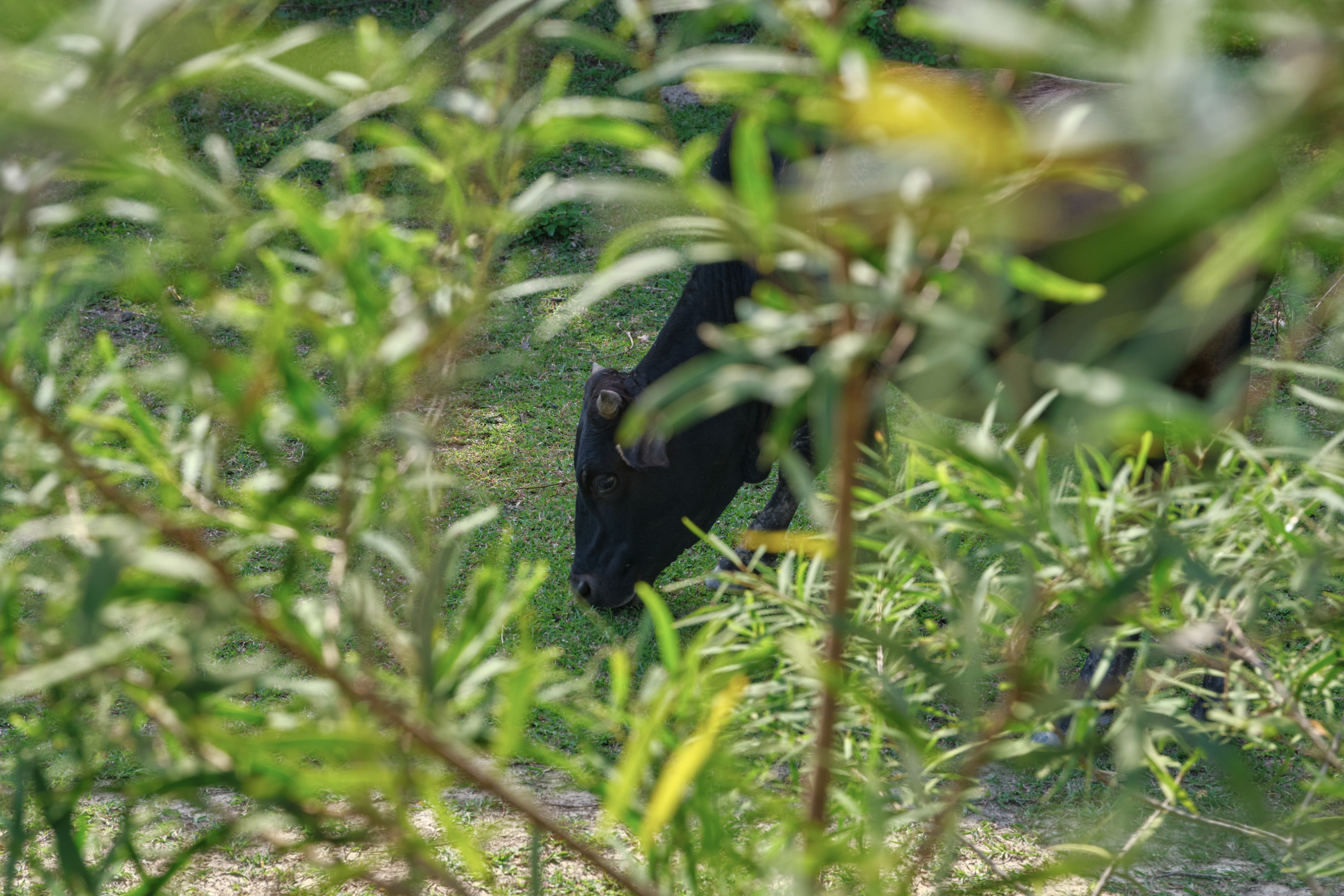 Black calf partially obscured by green leaves