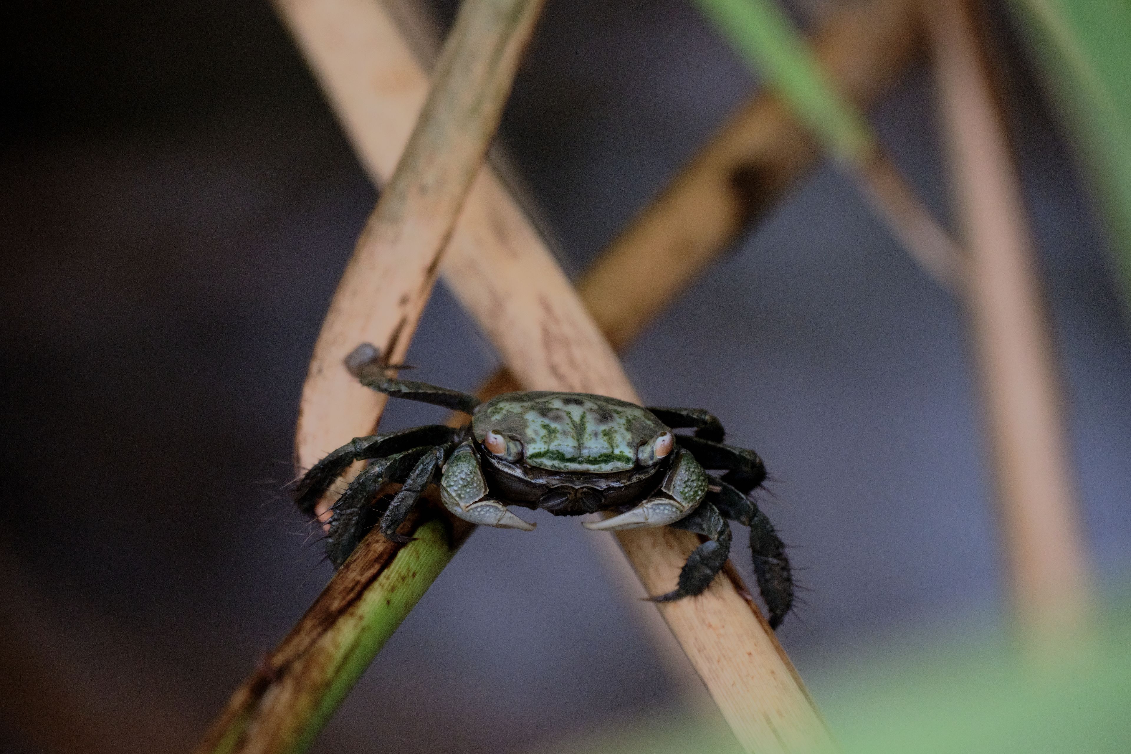 Crab