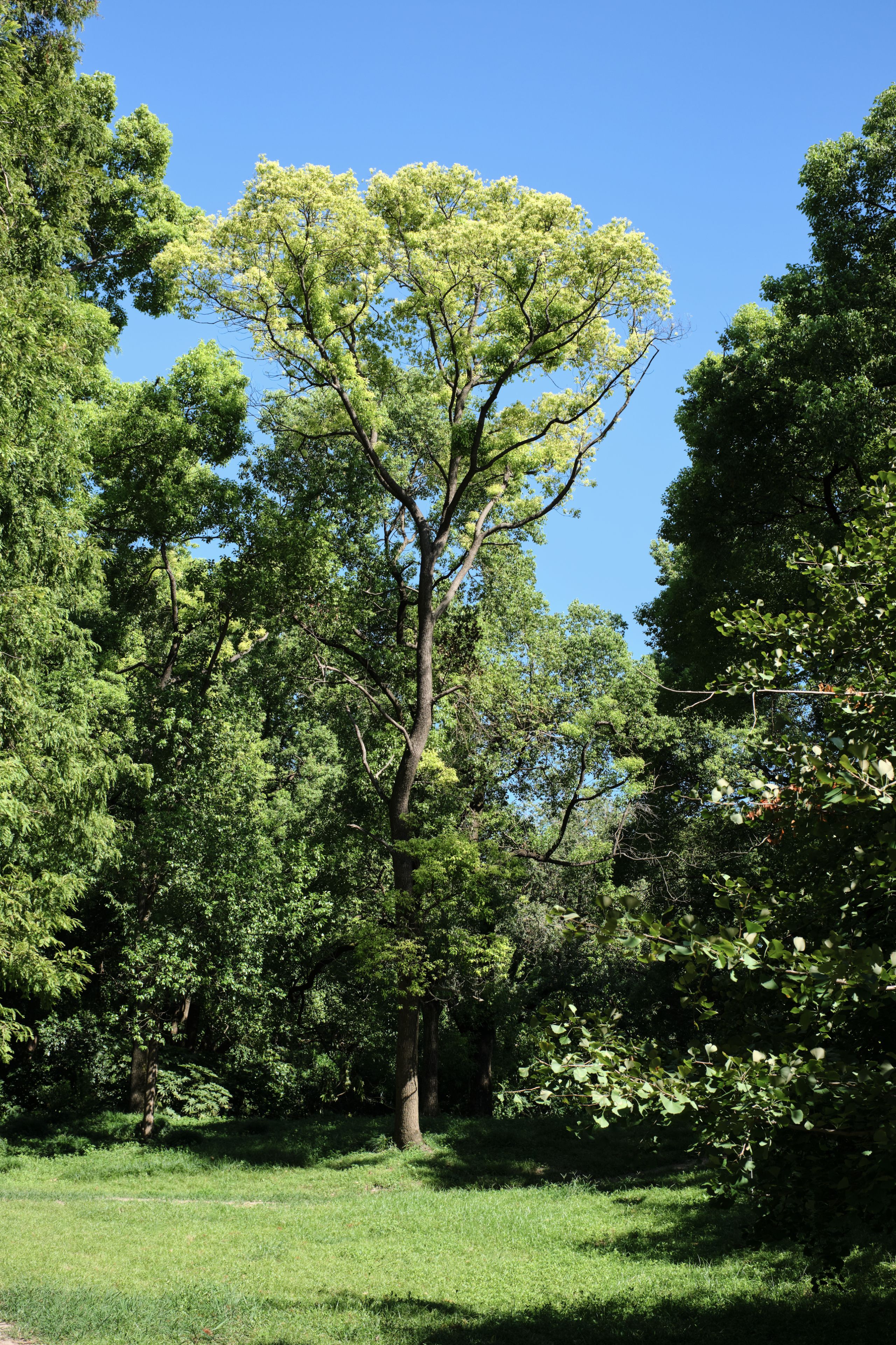Tall tree with green foliage in a grassy park under a clear blue sky