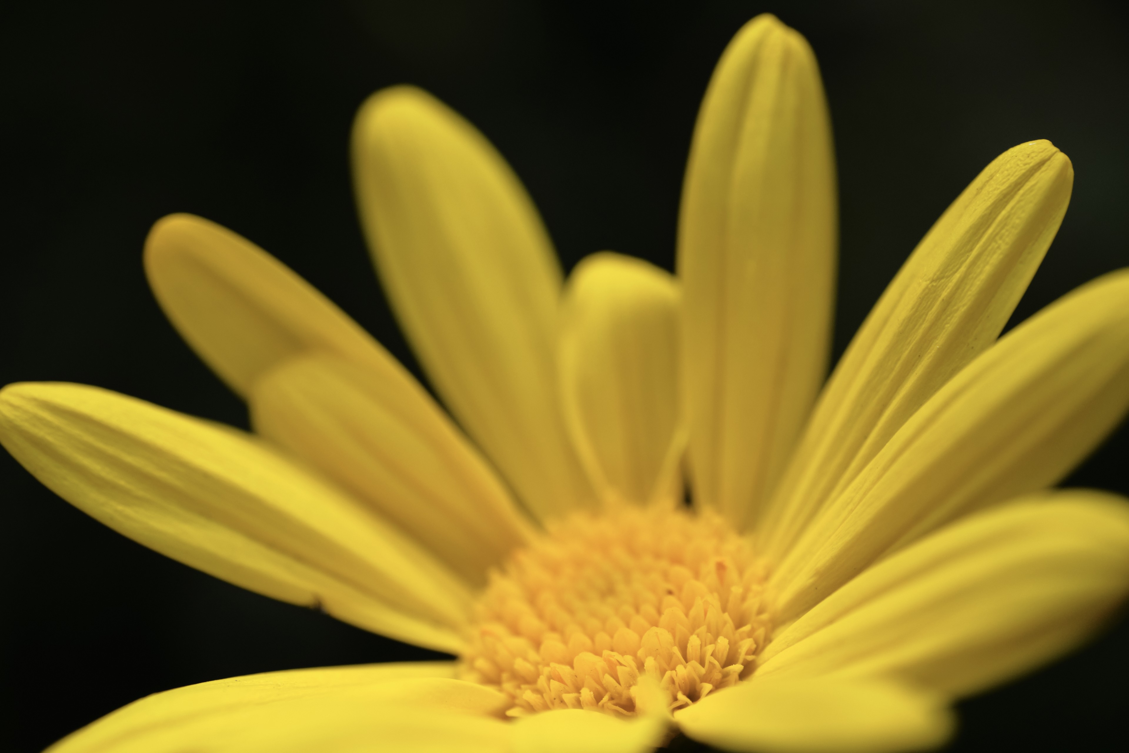 A close-up view of a bright yellow daisy-like flower featuring a textured central disk and multiple elongated petals set against a stark black background