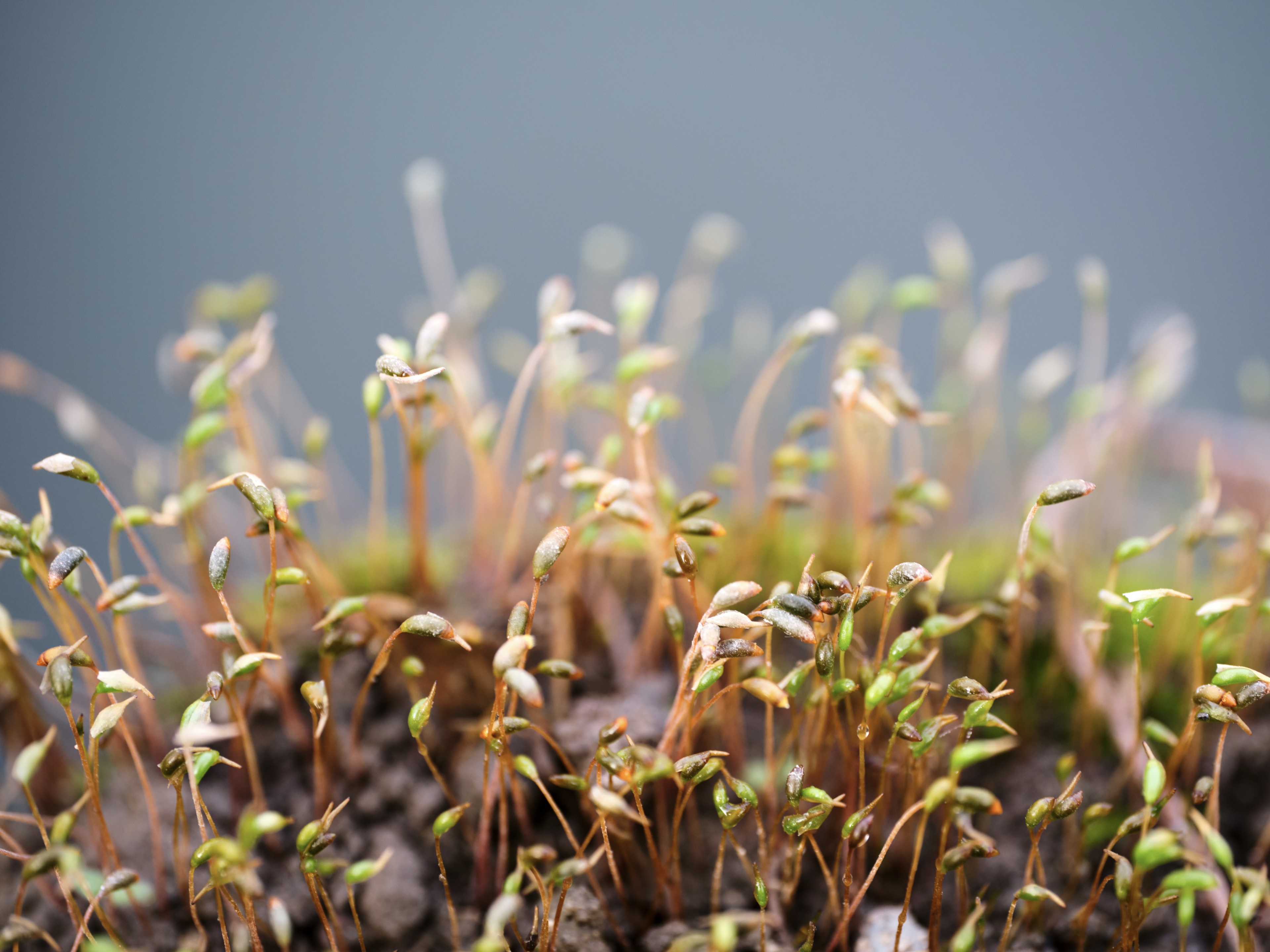 A close-up view of small, fragile seedlings emerging from dark soil against a soft-focus gray background
