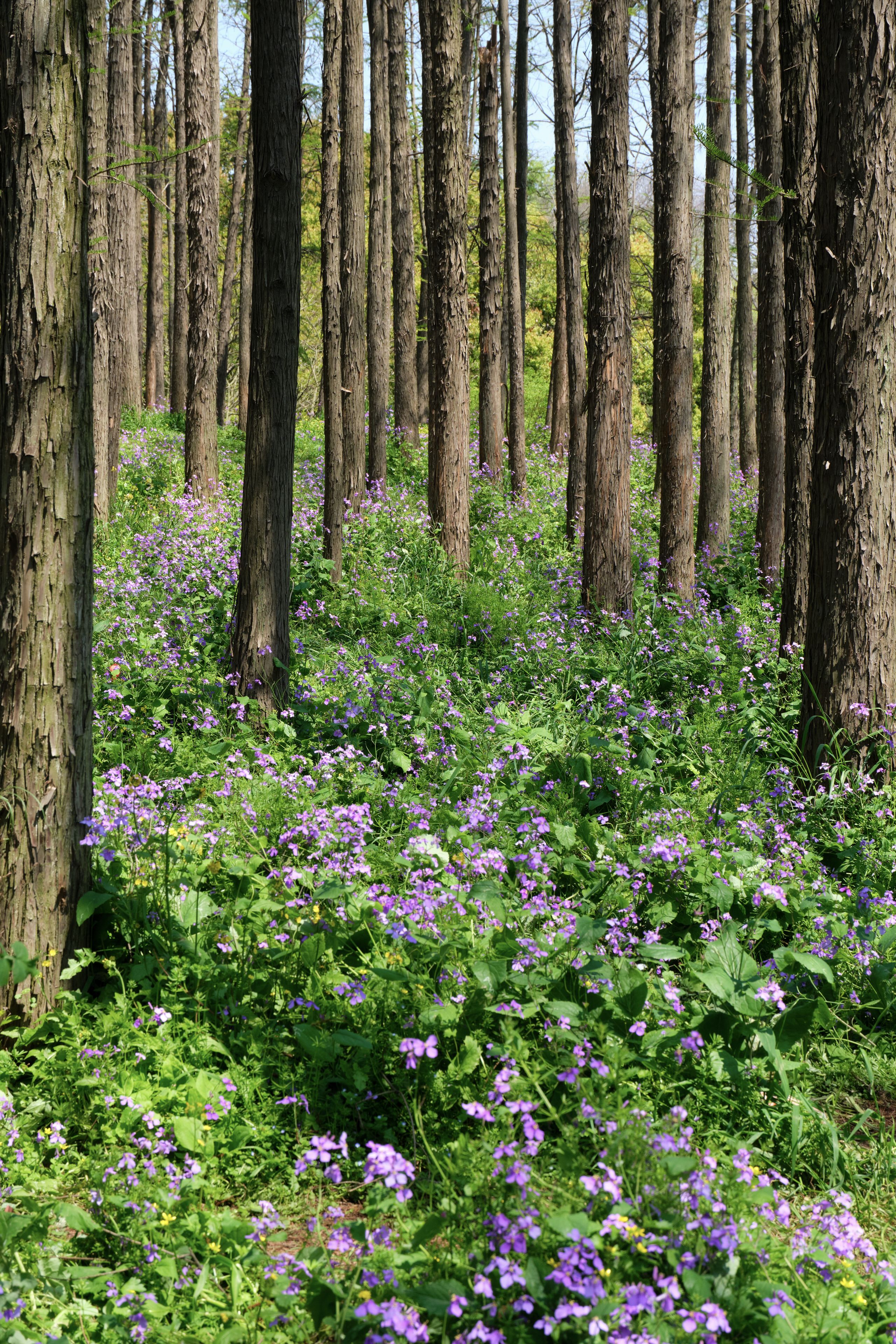 Dense forest with tall tree trunks, vibrant green undergrowth, and scattered purple flowers covering the ground