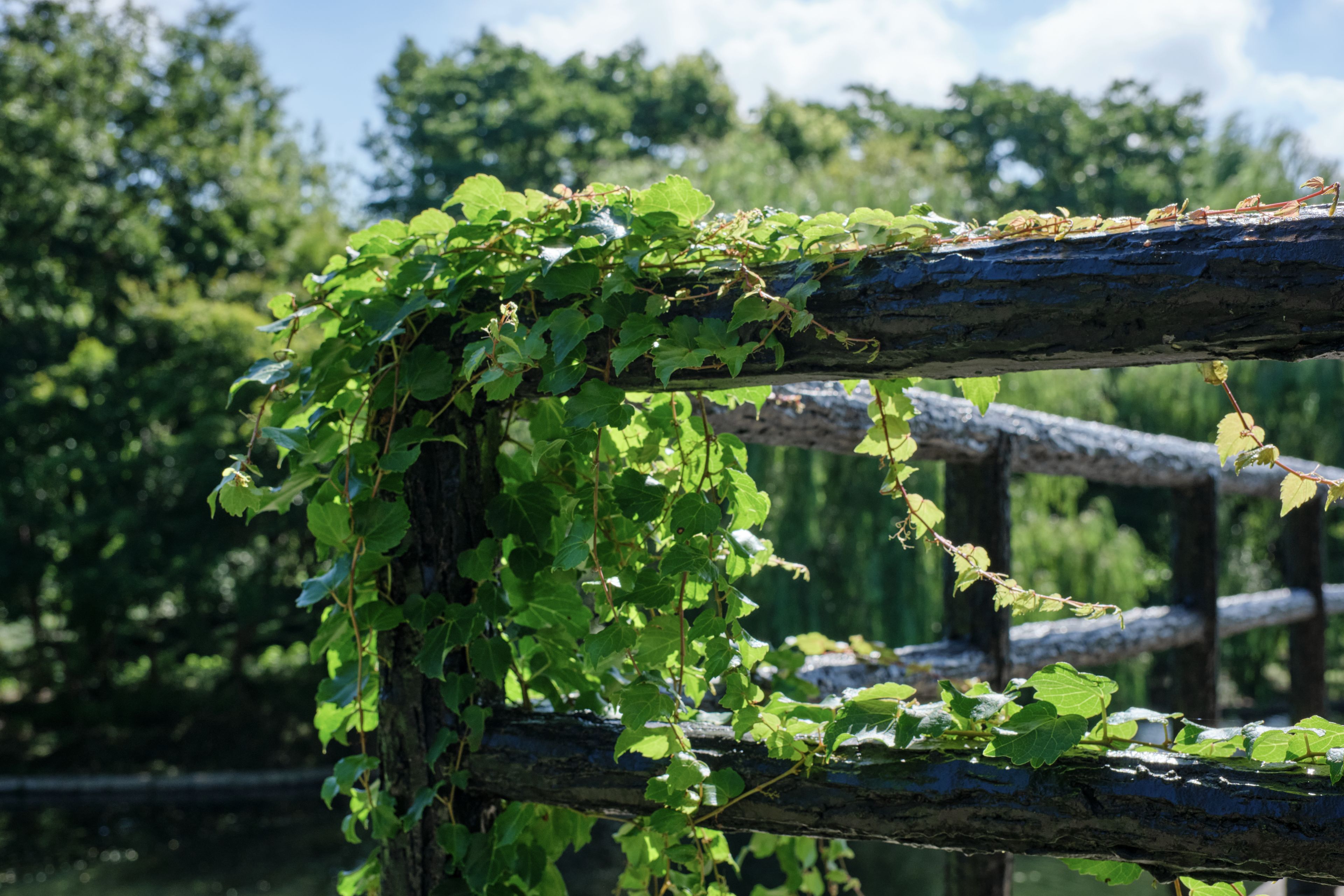 Green vines draped over weathered wooden fence with trees and blue sky