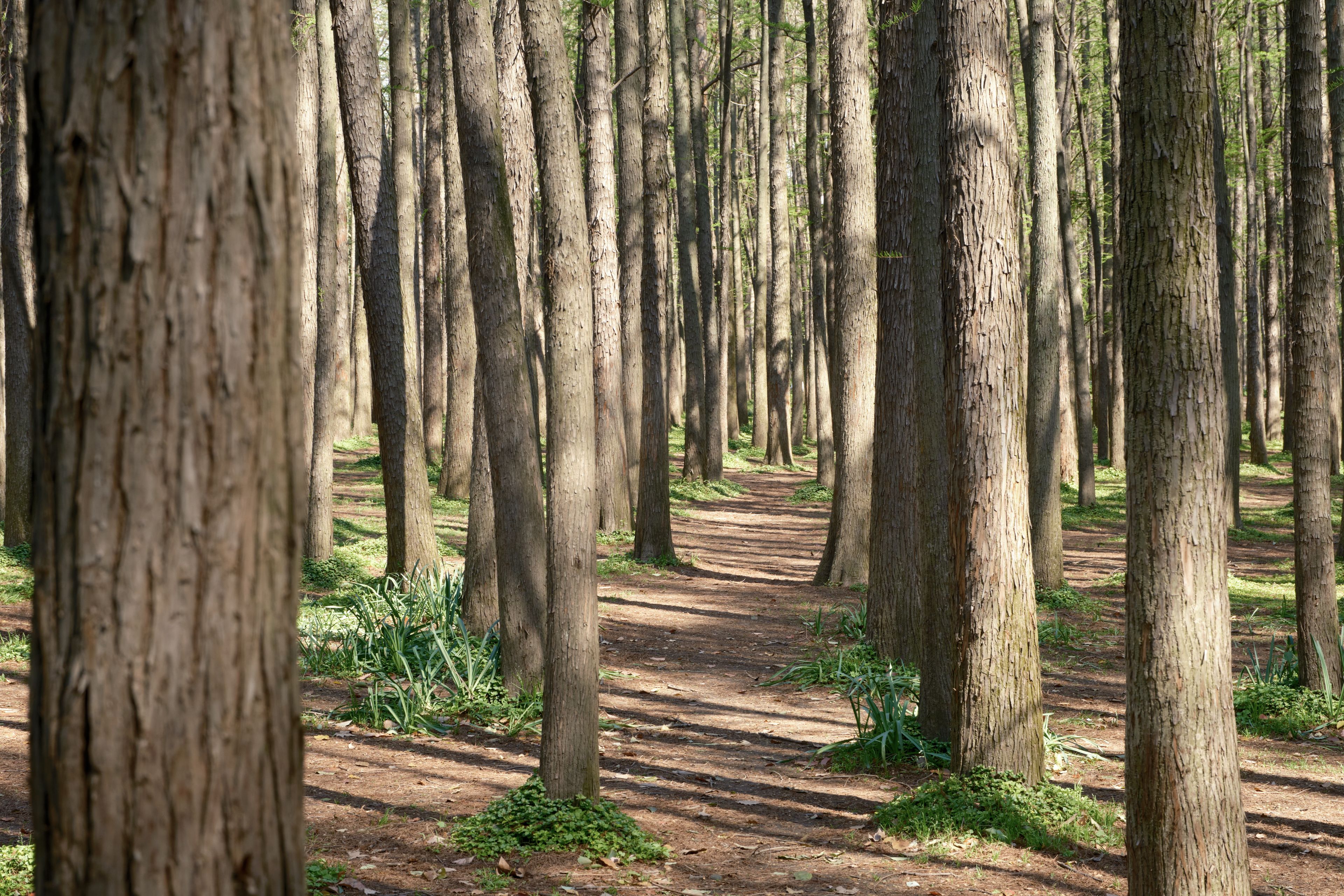 A narrow dirt path extends through a dense forest of tall, slender tree trunks with sparse green undergrowth