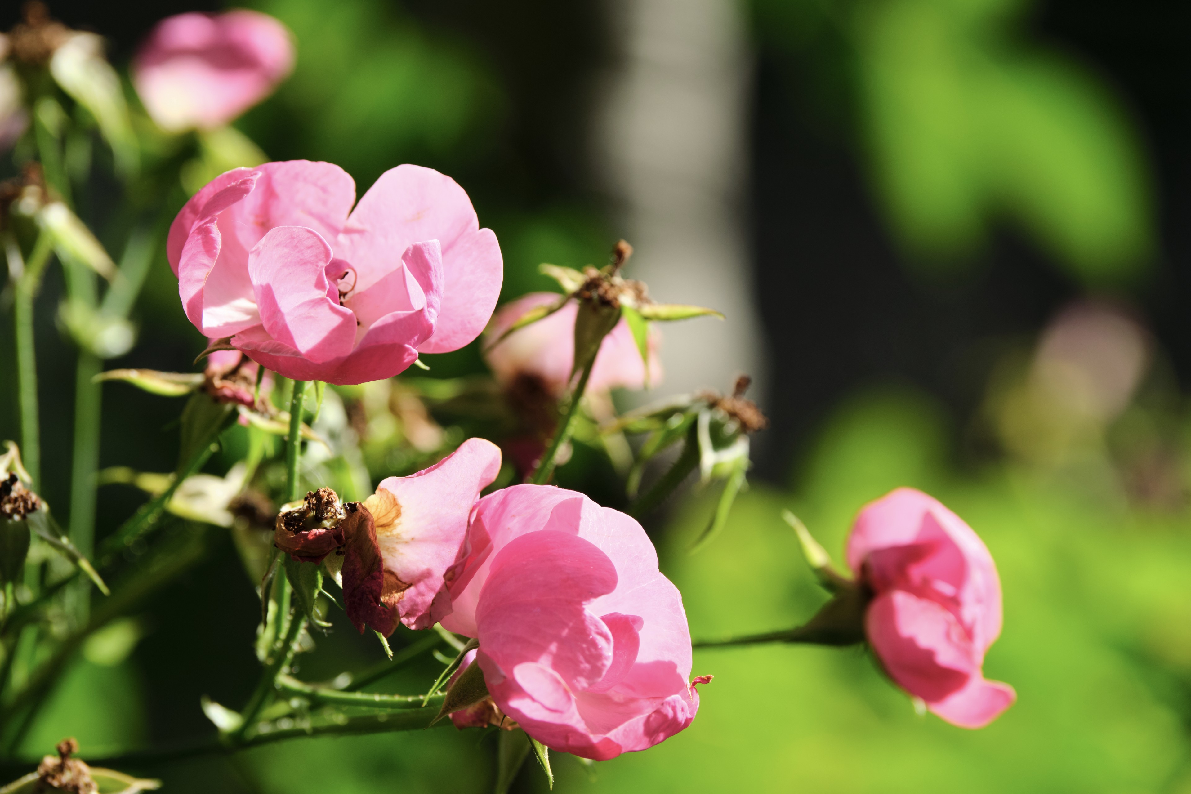 A close-up view of multiple pink rose flowers with soft, green, out-of-focus background foliage