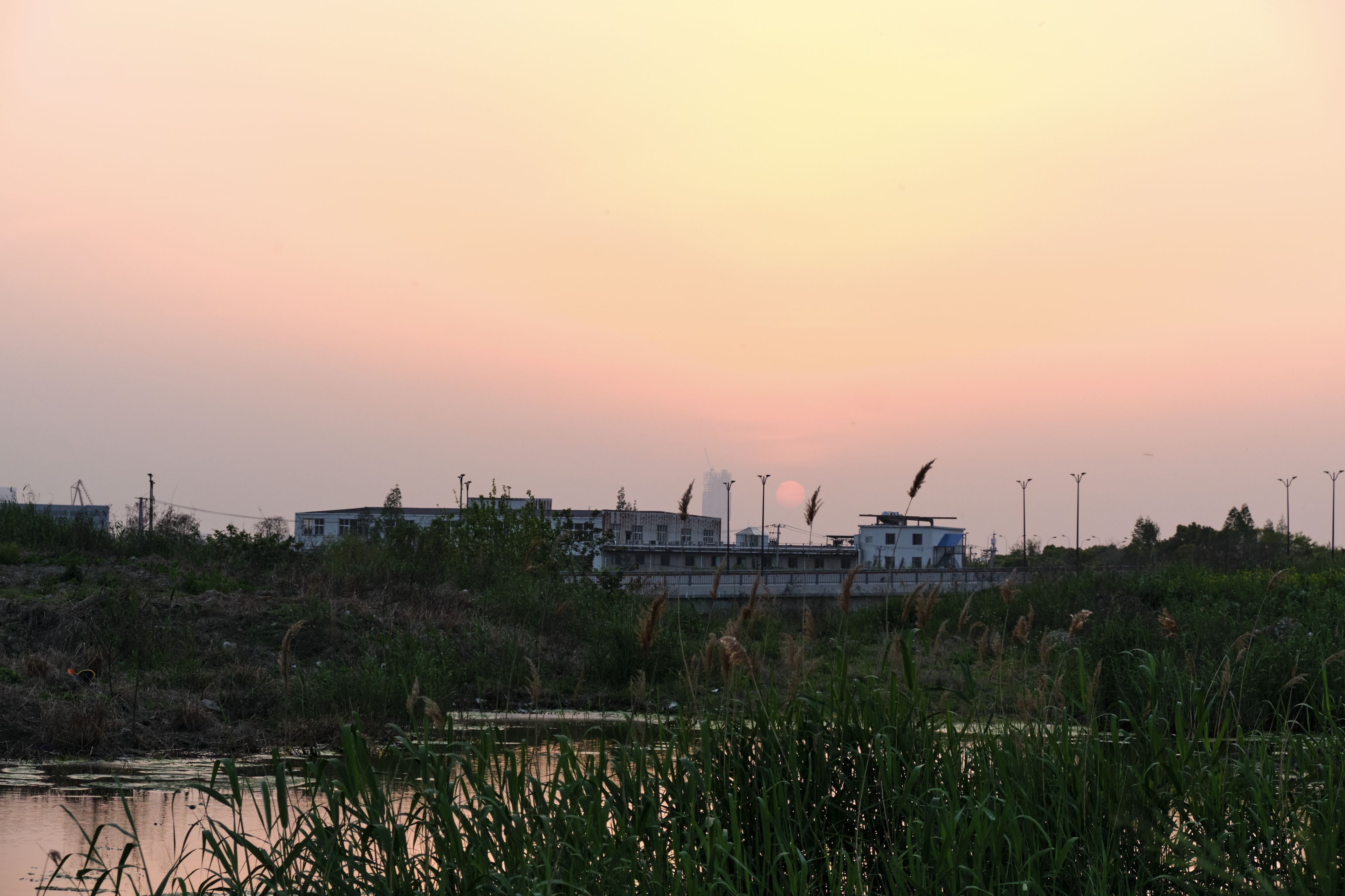 Dark reeds and water in foreground, distant buildings and land against a gradient sunset sky