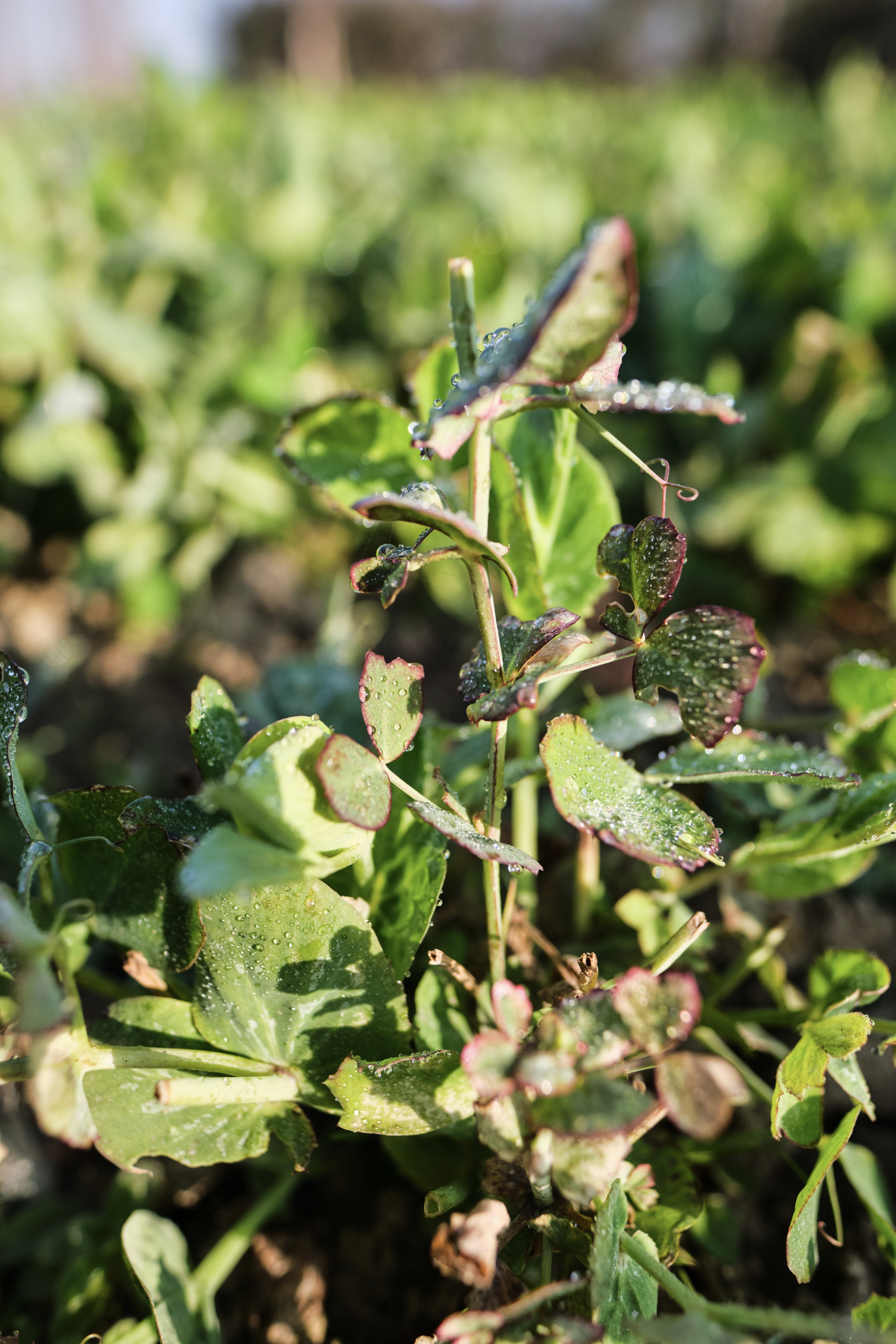 A close-up vertical shot of a green pea plant with dew droplets on its foliage against a blurred natural background