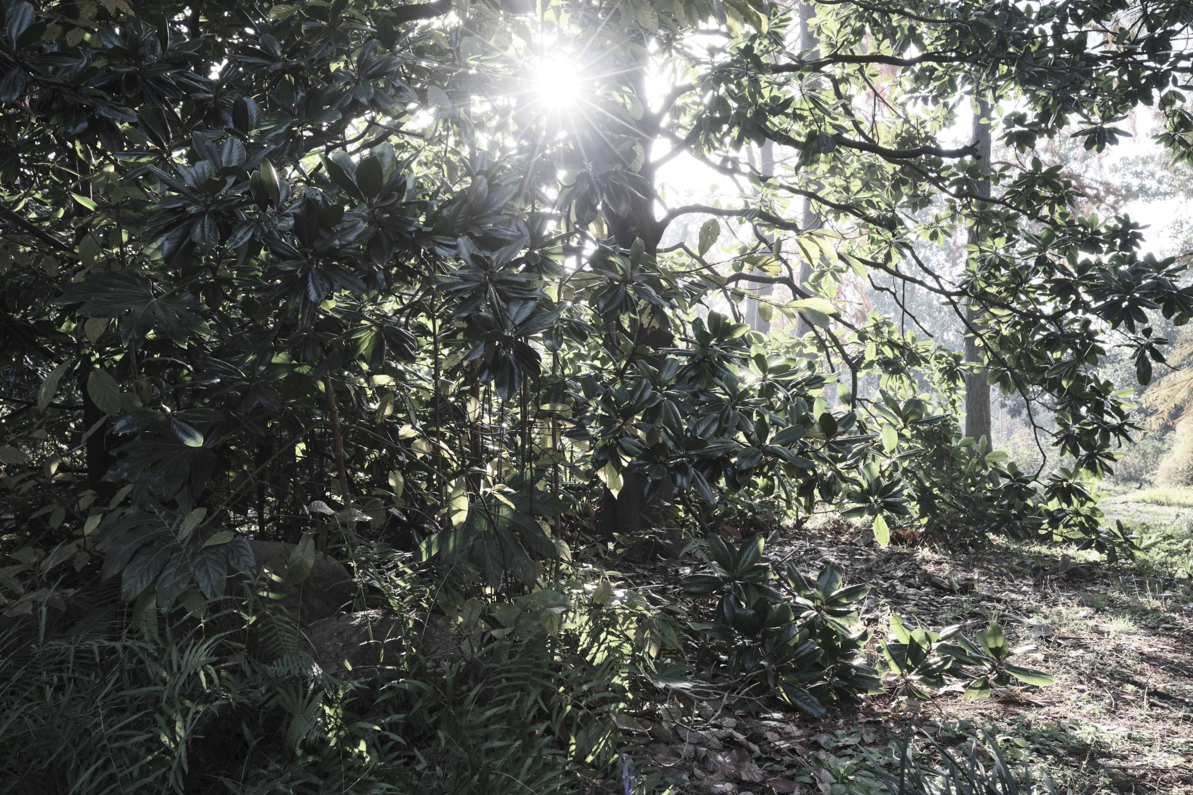 lighting the forest