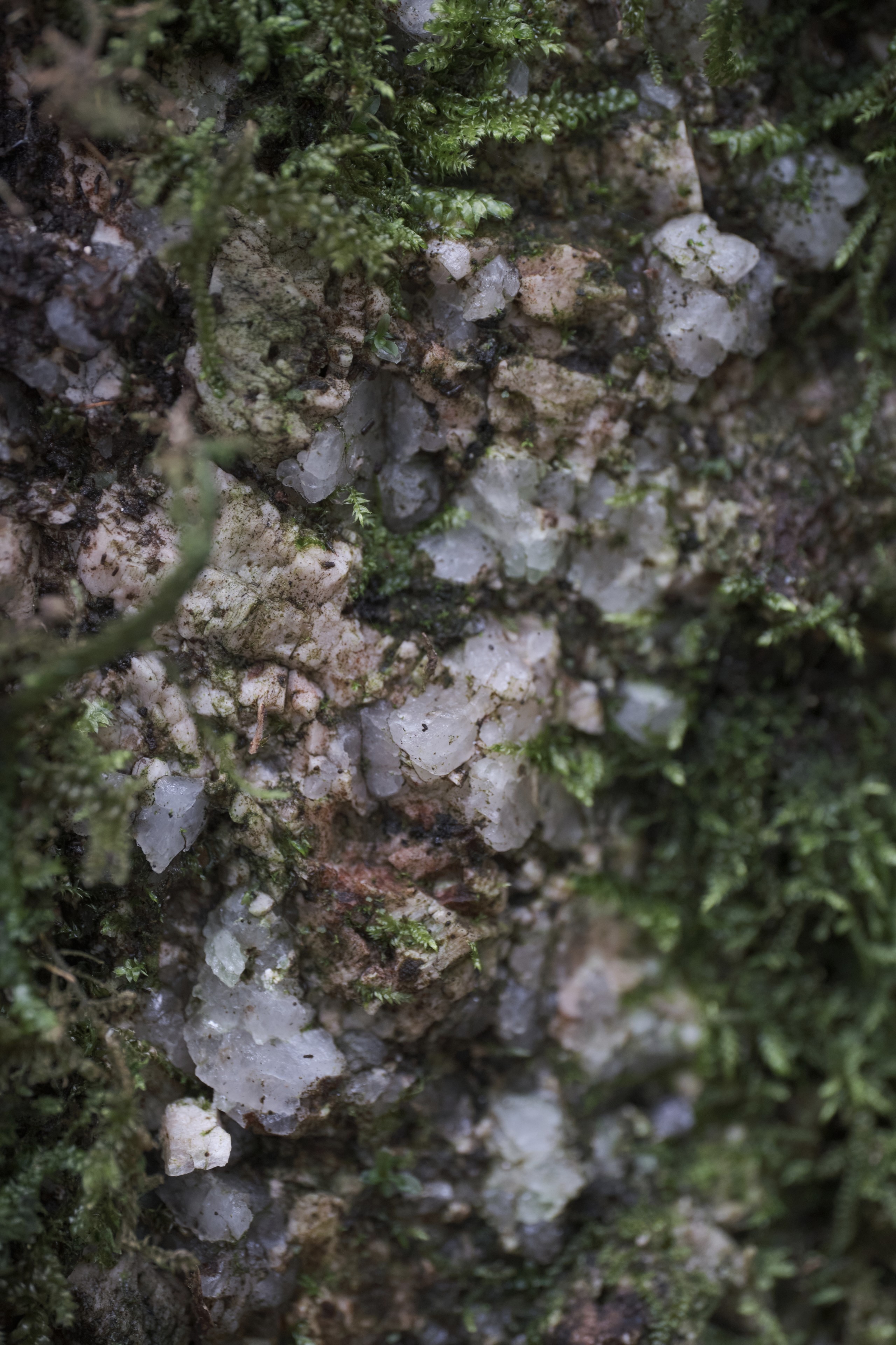 Close-up of translucent quartz crystals embedded in dark, weathered rock crevices interspersed with patches of damp green moss