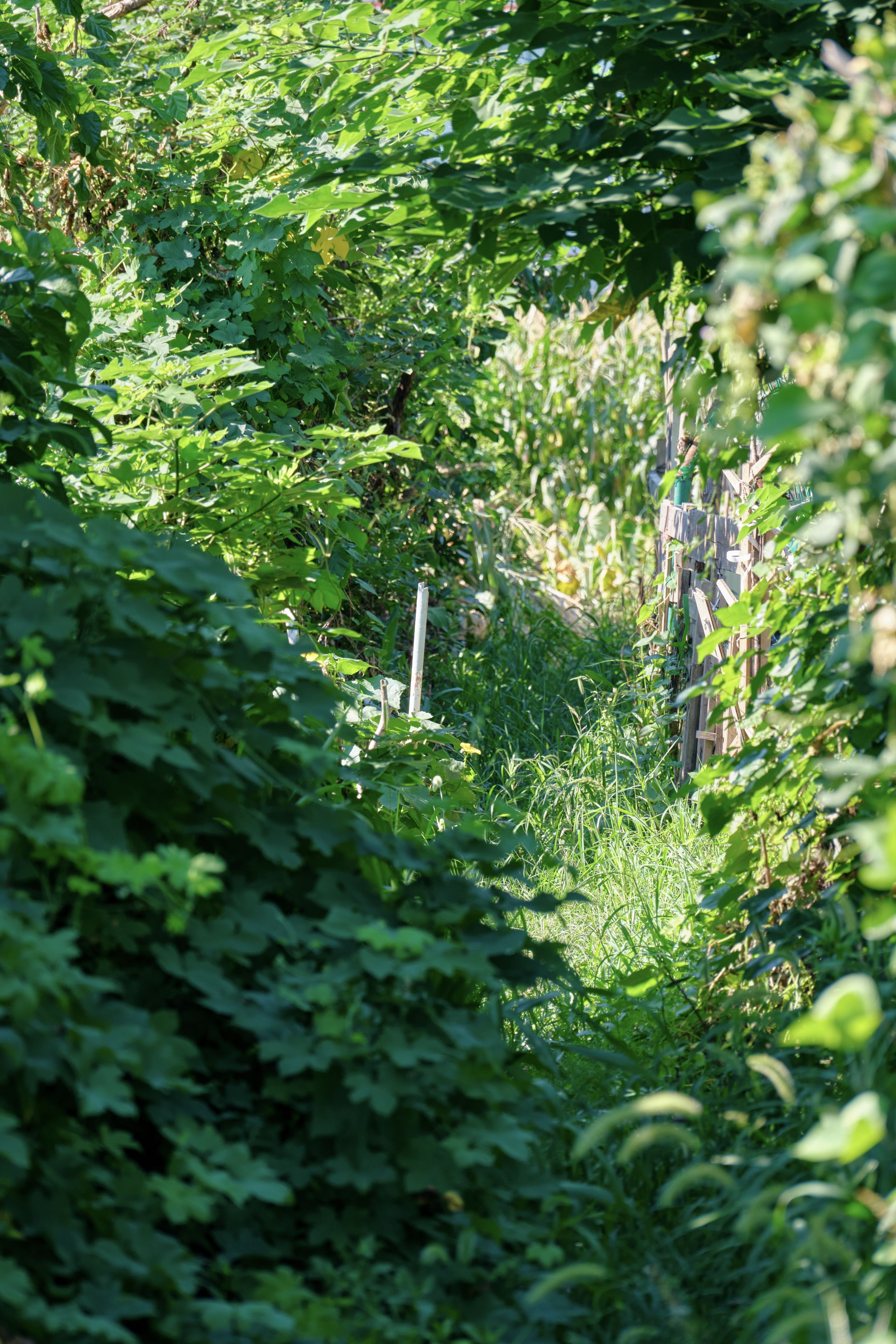Green Maze