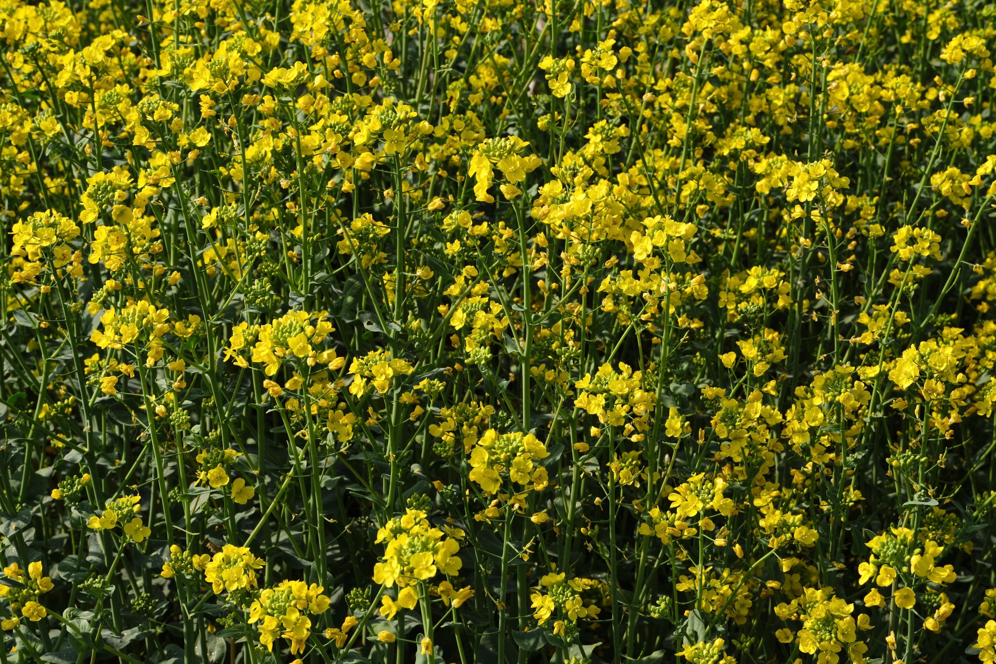 A close-up view of a dense field of blooming yellow canola or mustard flowers with green stems