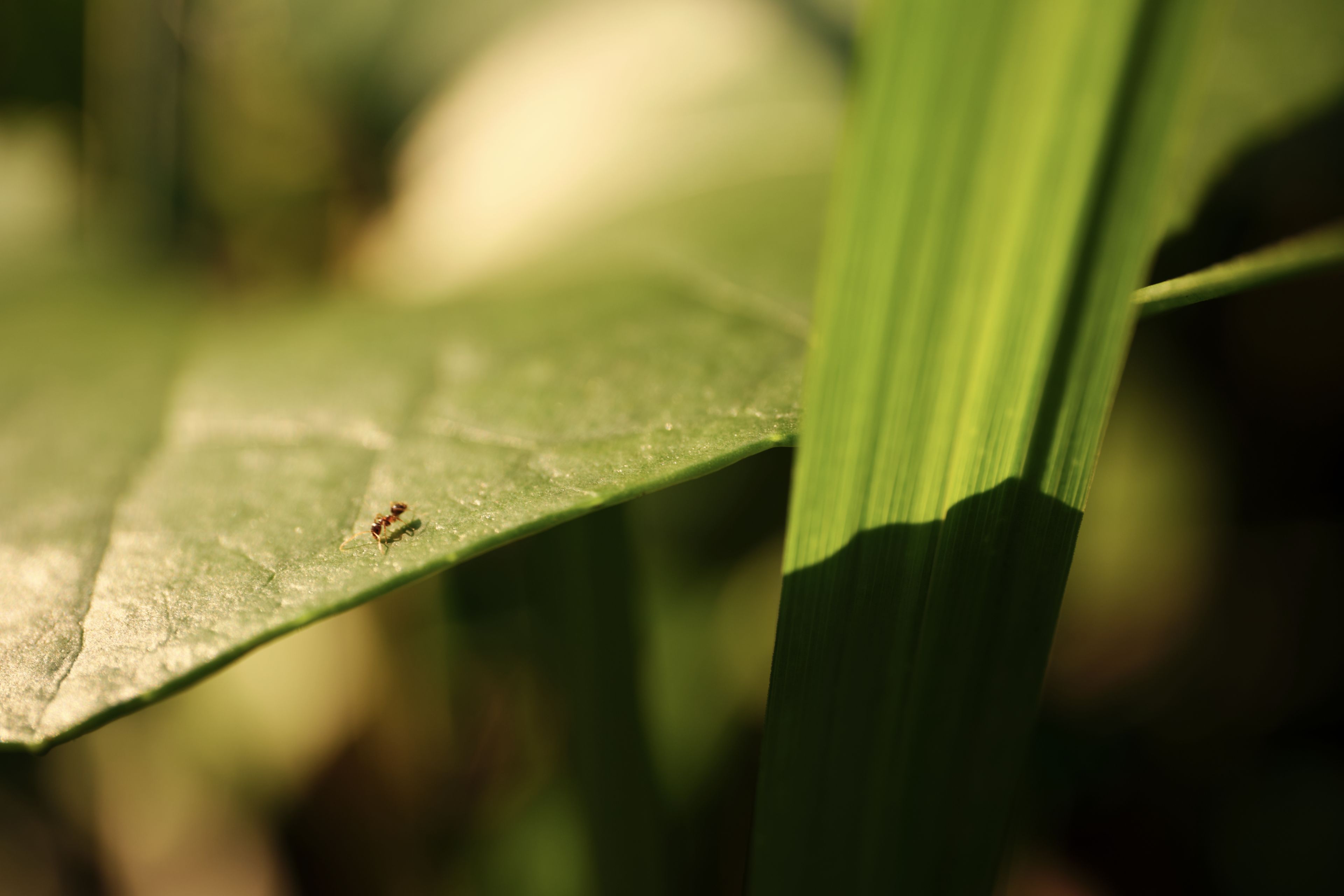 Ant