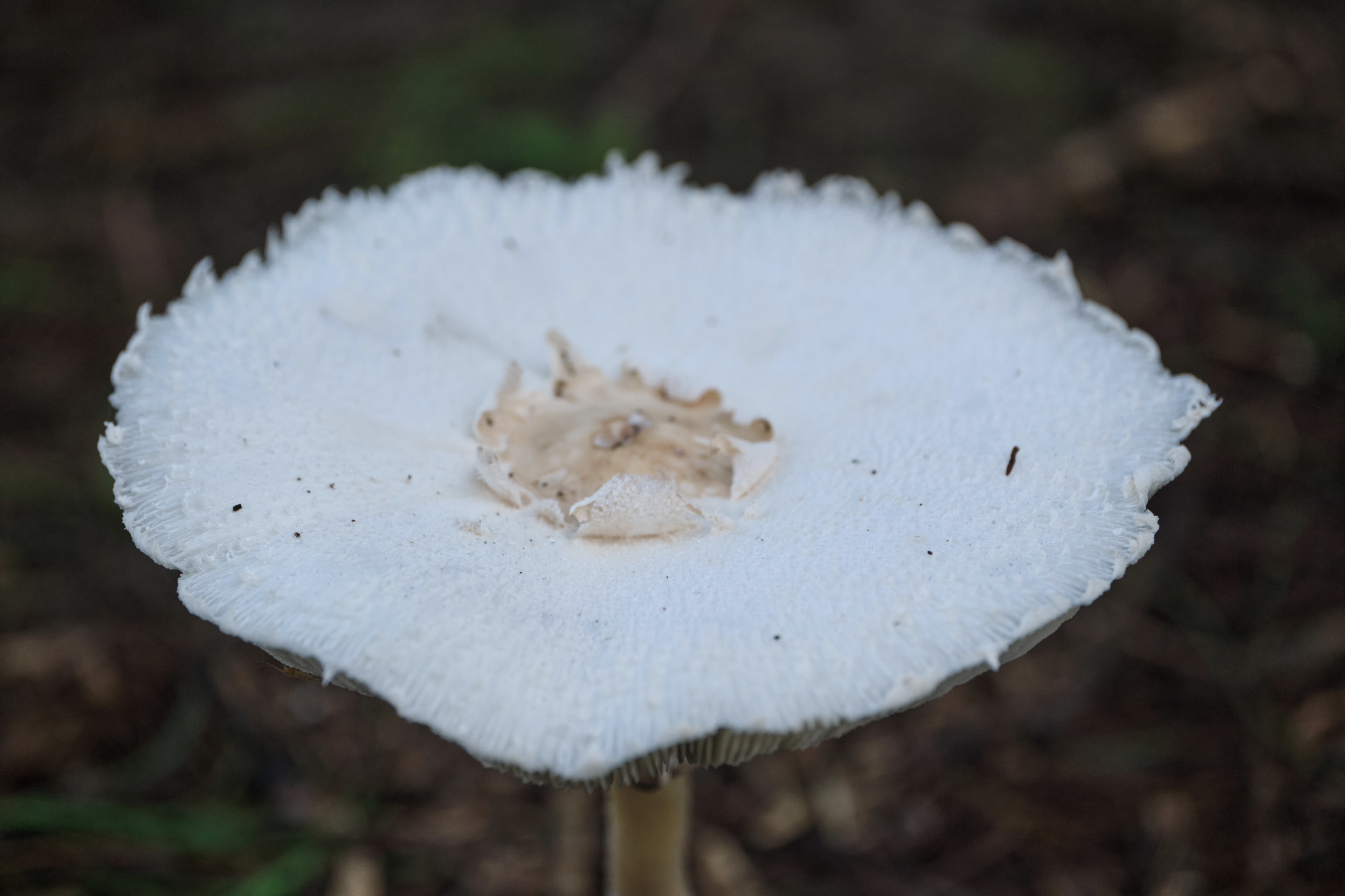 Mushroom