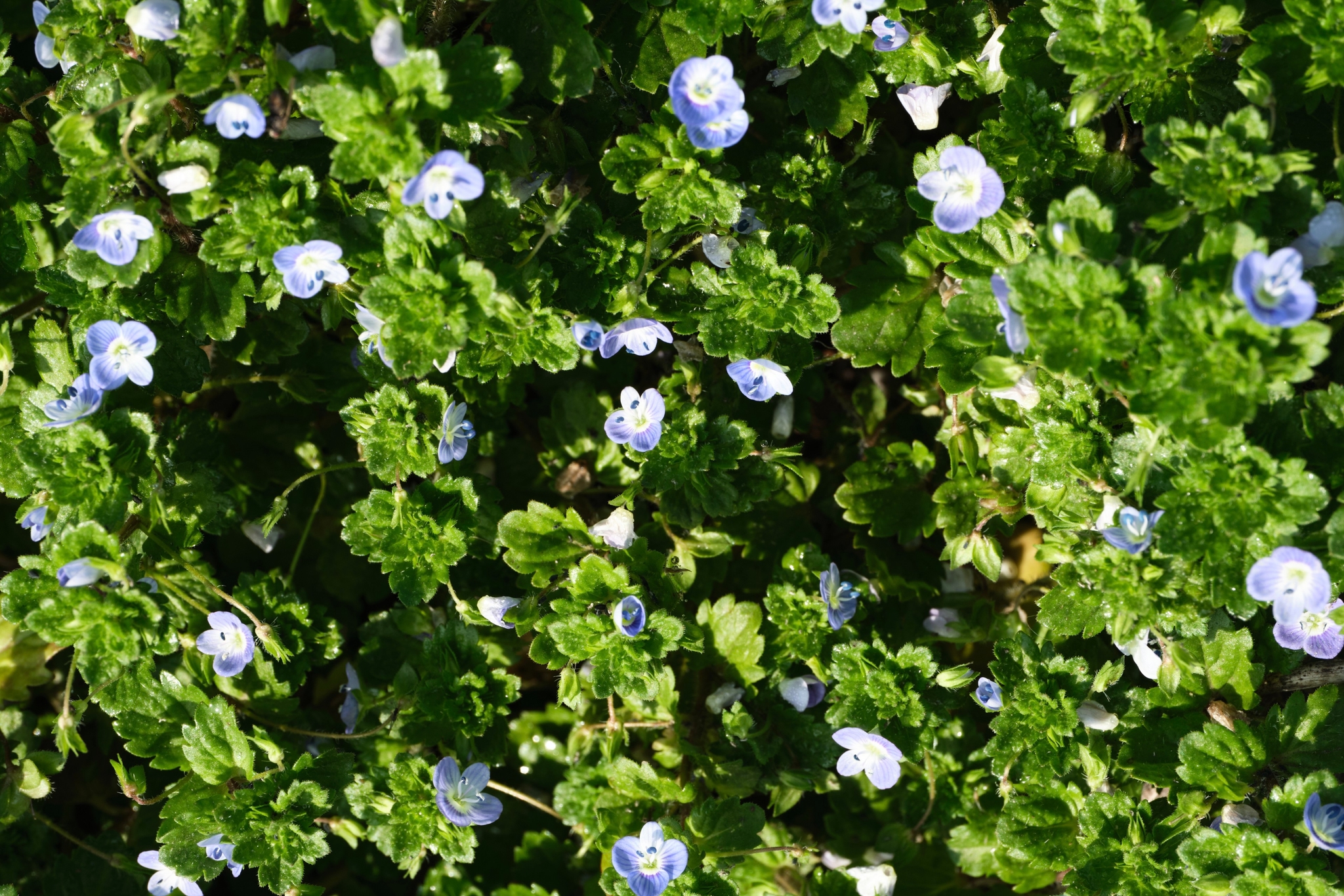 A close-up view of a ground cover plant with many small, light blue flowers scattered among dense, crinkled green leaves