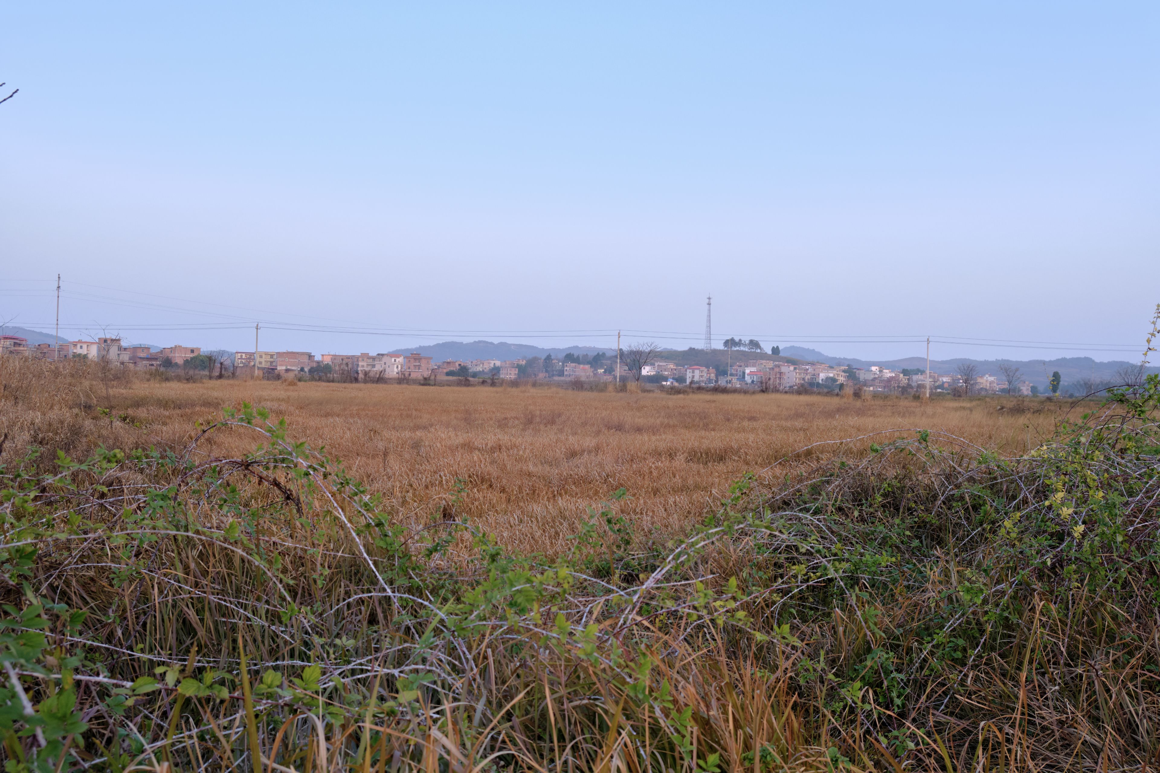 Dry reddish-brown field with green brush in foreground, city skyline in distance under clear pale blue sky