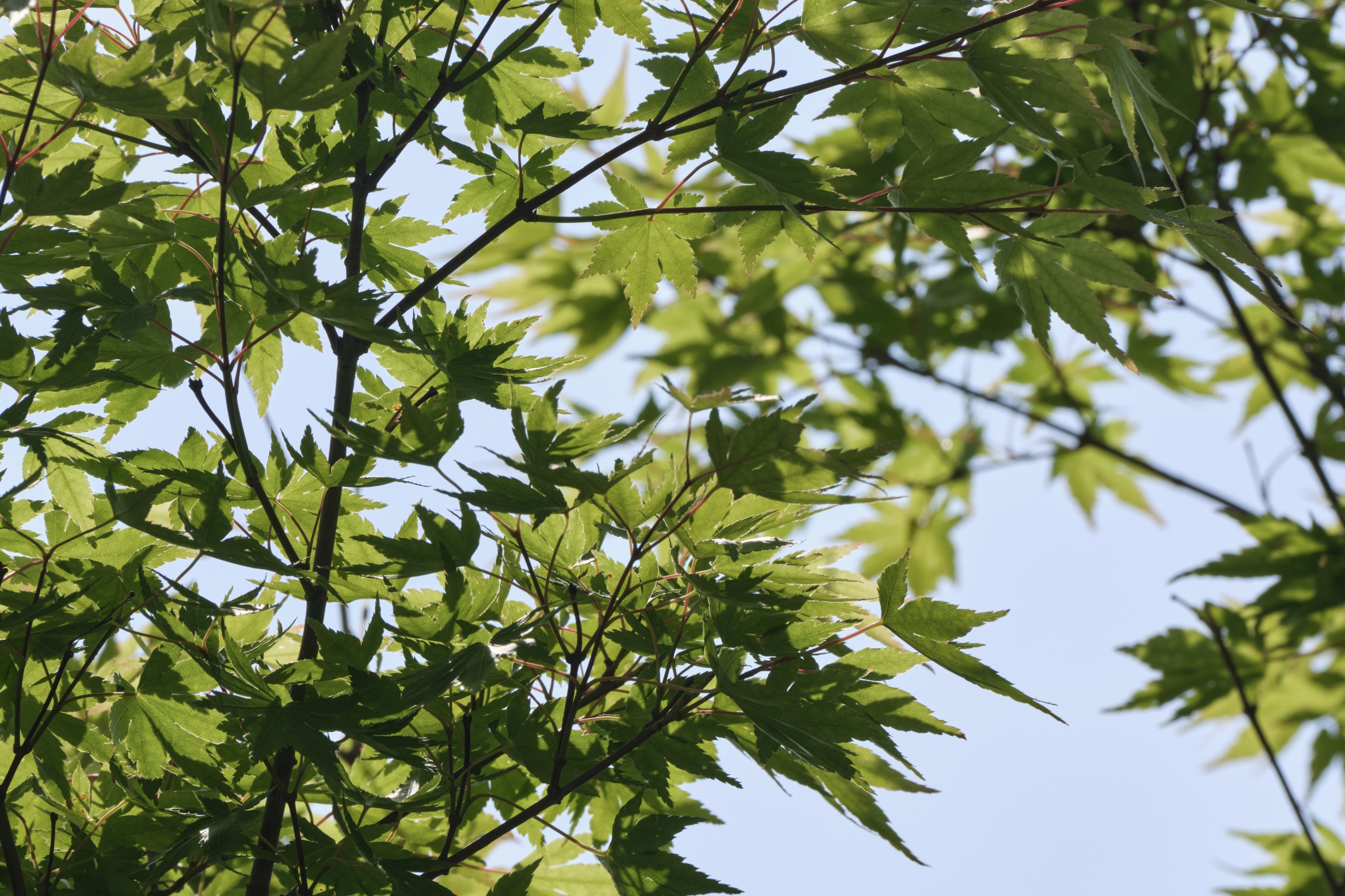 Close-up of green Japanese maple leaves backlit by sunlight against a pale blue sky