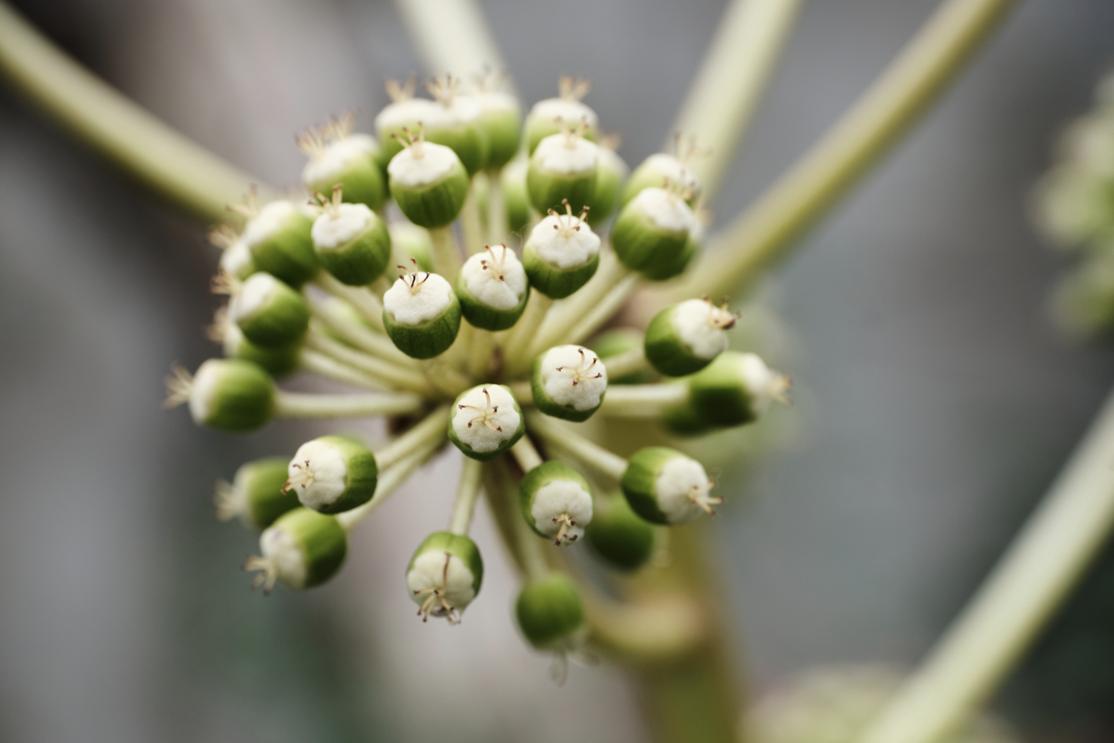 Close-up of a budding plant cluster featuring small, round, green-and-white spherical flowers radiating from a central stem