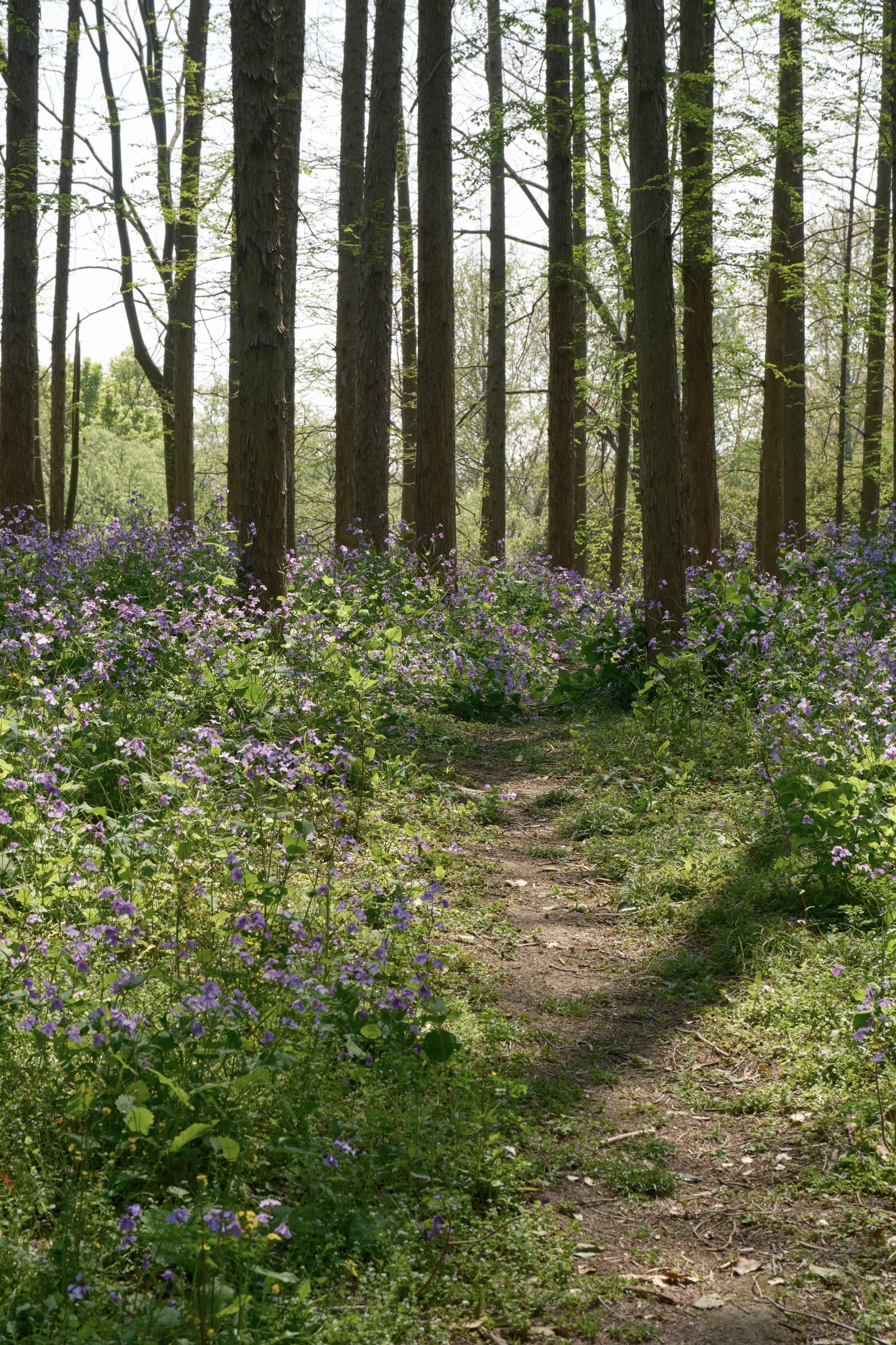 Dirt path through sunlit forest, purple wildflowers, tall tree trunks