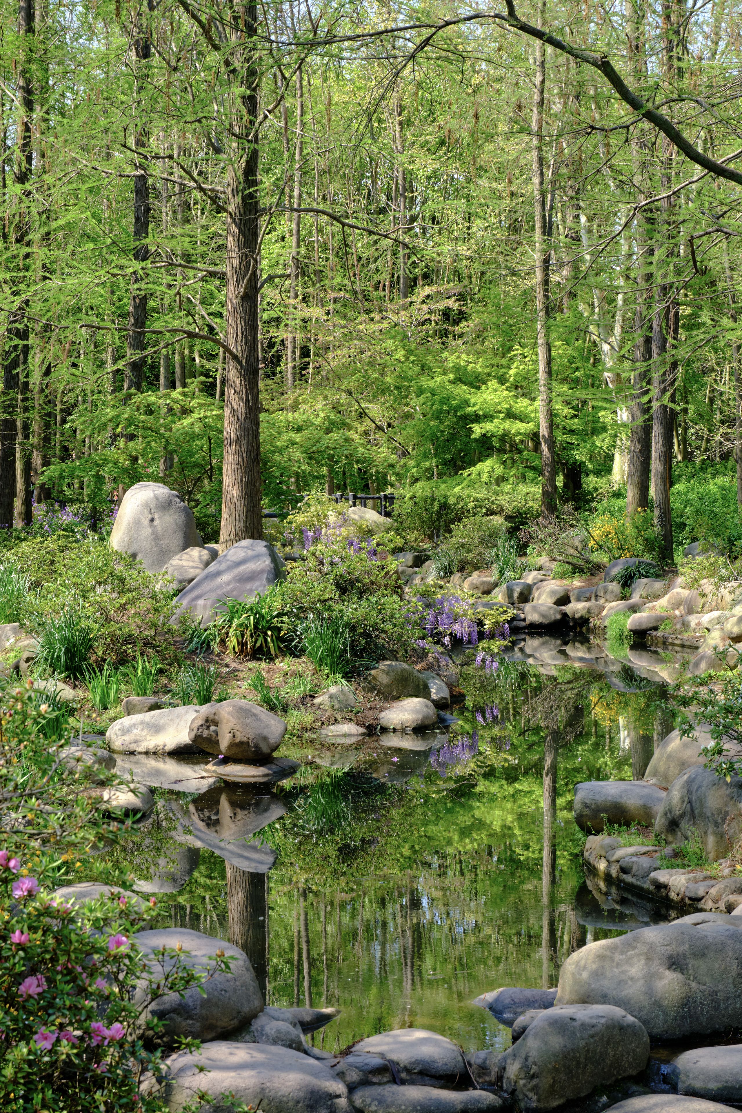 Lush green forest pond with rocks, diverse foliage, and tree reflections