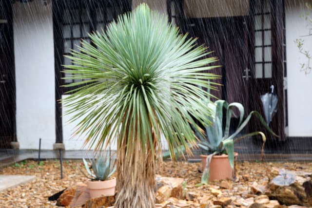 Rainy Friday