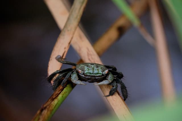 Crab
