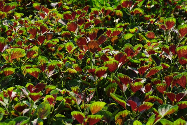 Dense patch of variegated plants with red and green leaves