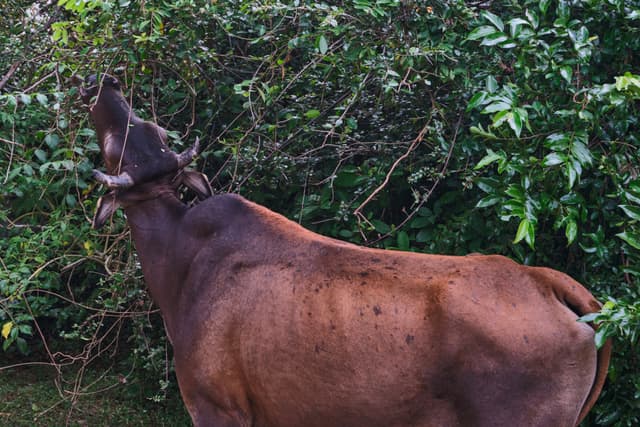 Brown bovine reaching up to eat green leaves from a dense bush