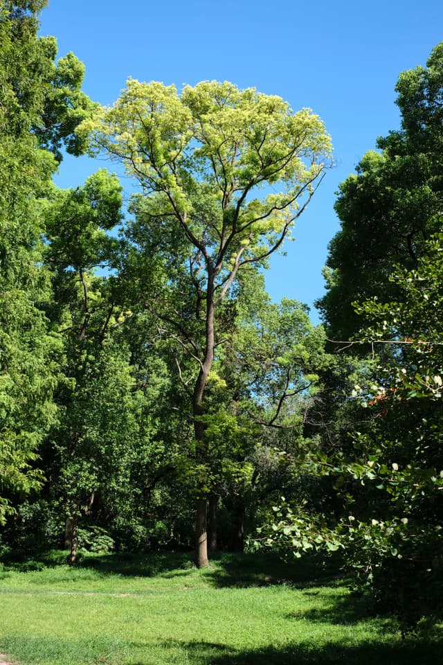 Tall tree with green foliage in a grassy park under a clear blue sky