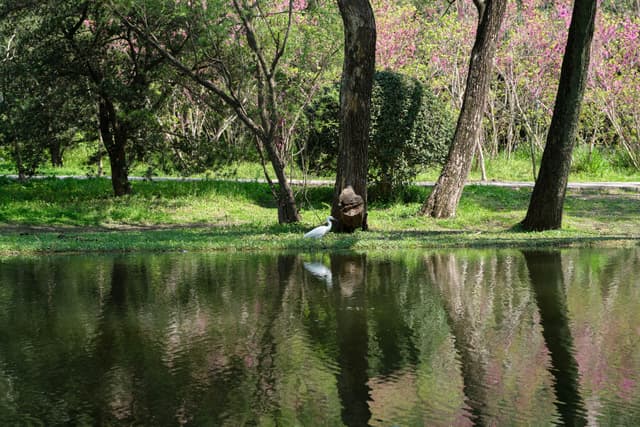 White bird at water's edge, reflecting green trees and foliage with pink blossoms