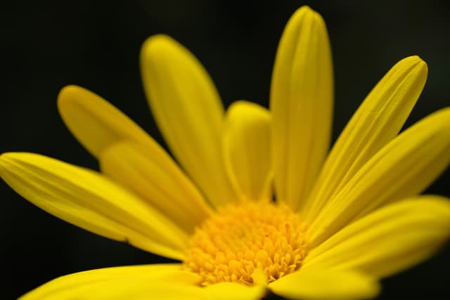 A close-up view of a bright yellow daisy-like flower featuring a textured central disk and multiple elongated petals set against a stark black background