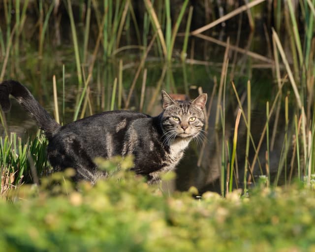 predator