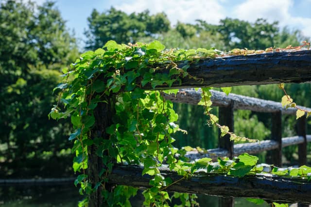 Green vines draped over weathered wooden fence with trees and blue sky