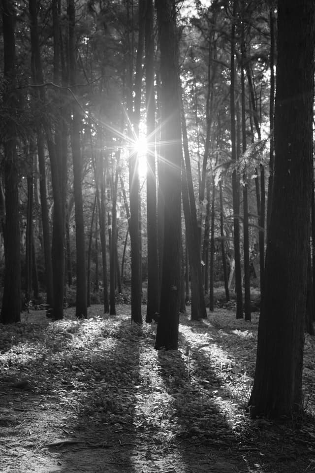 Into the forest