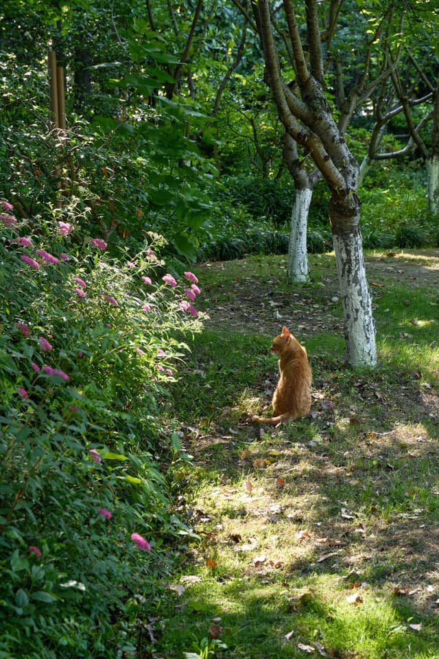 Cat & Flower