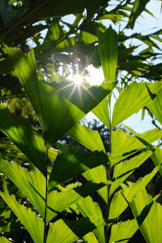 Bright green palm fronds backlit by sunburst