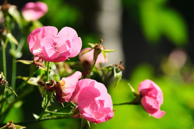 A close-up view of multiple pink rose flowers with soft, green, out-of-focus background foliage