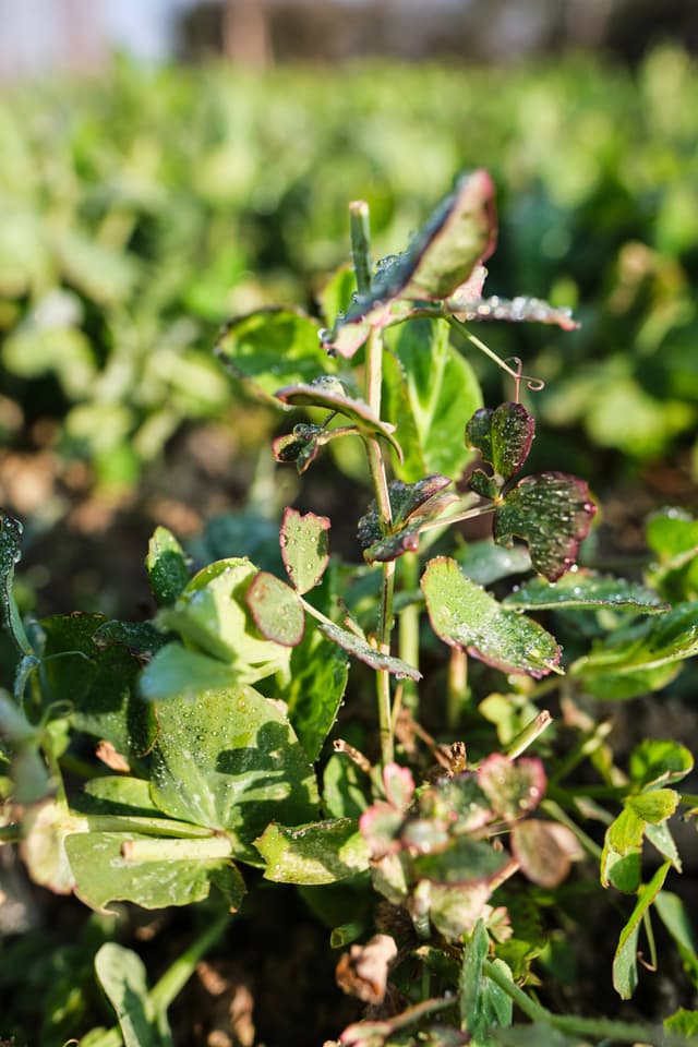 A close-up vertical shot of a green pea plant with dew droplets on its foliage against a blurred natural background