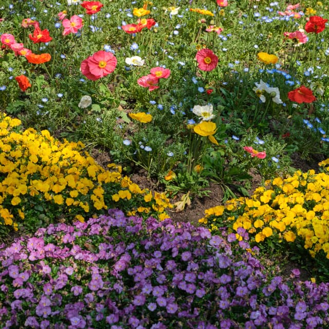 Flower's quartet
