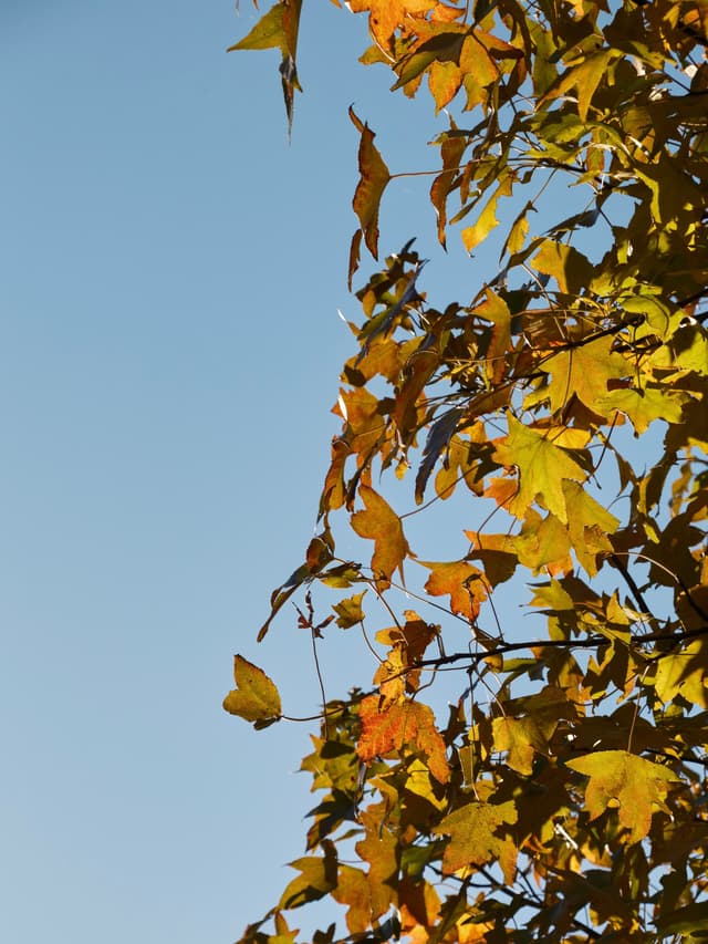 19 NOV 23