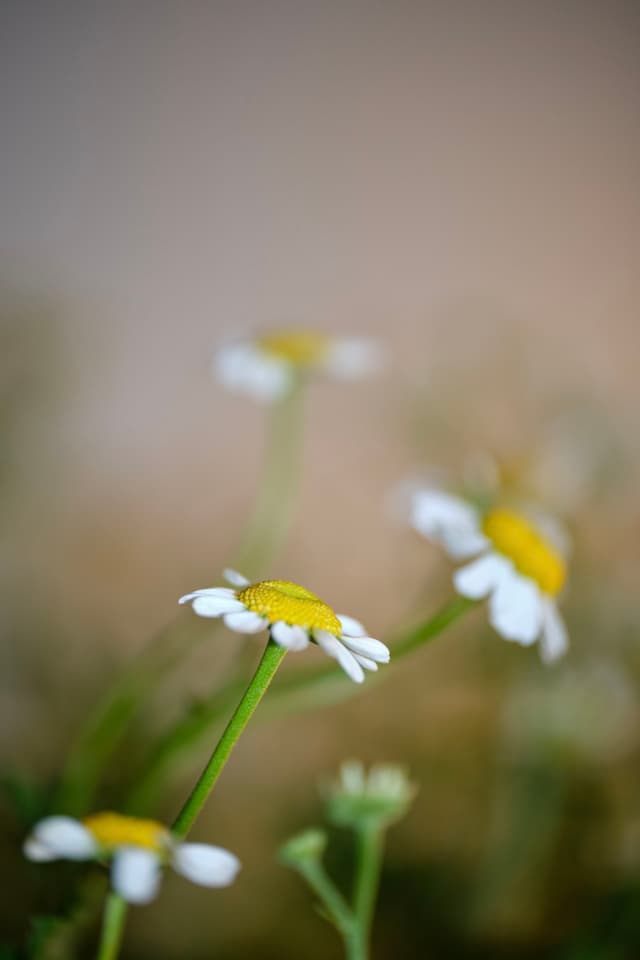 17 MAR 24