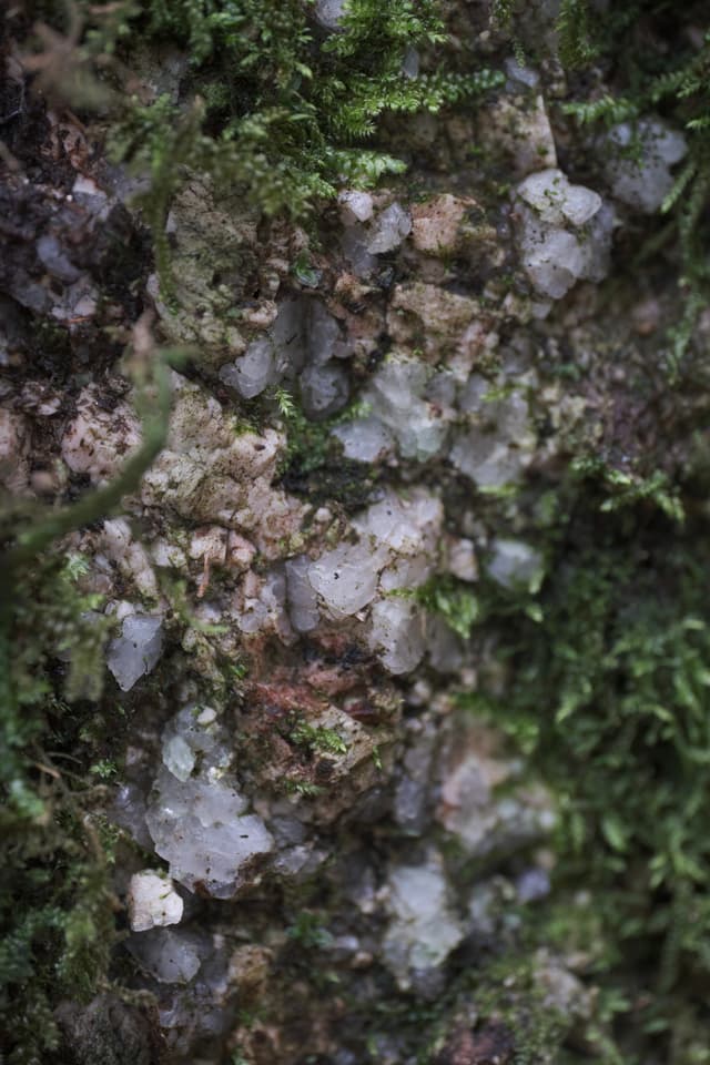 Close-up of translucent quartz crystals embedded in dark, weathered rock crevices interspersed with patches of damp green moss
