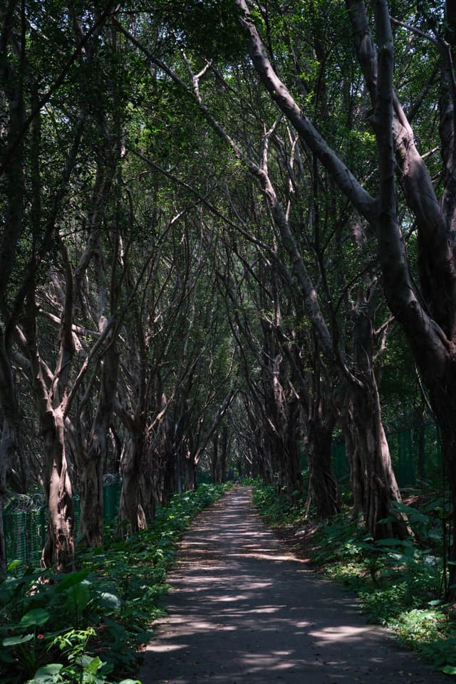 林间小道