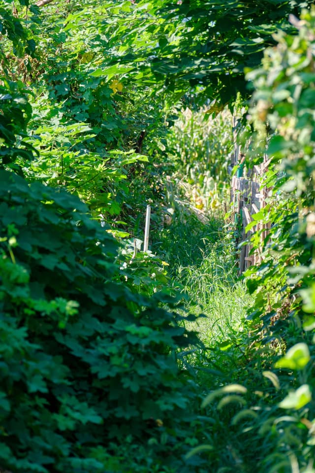 Green Maze