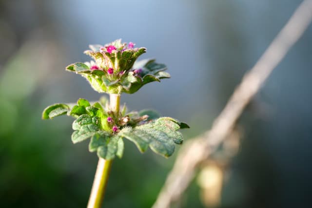 A close-up view of a small green plant with serrated leaves and a tiny cluster of purple-tipped blossoms against a soft-focus background