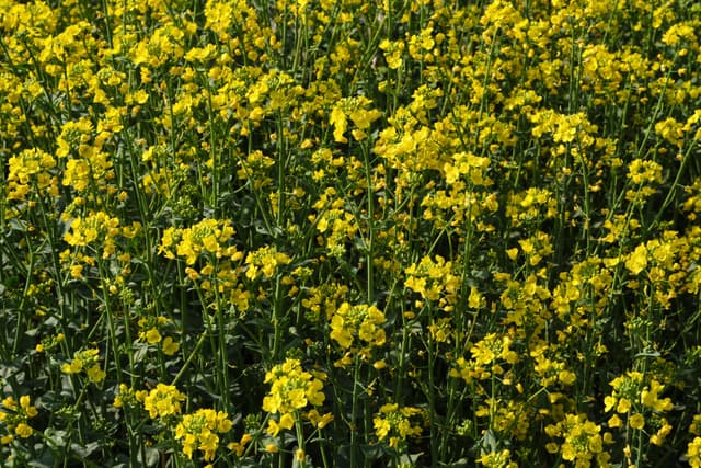 A close-up view of a dense field of blooming yellow canola or mustard flowers with green stems