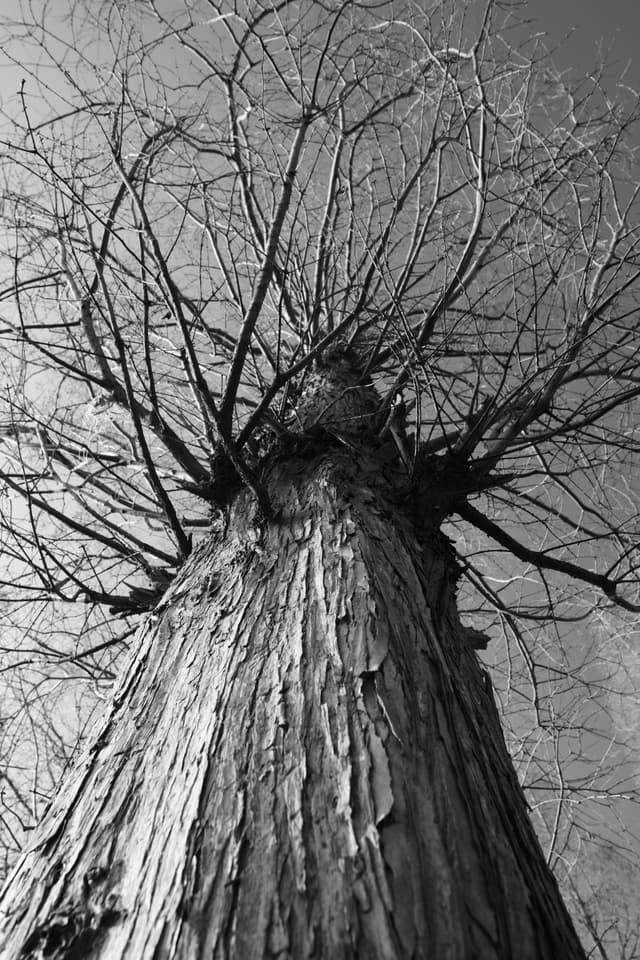 A low-angle monochrome photograph of a leafless tree trunk and branches silhouetted against a plain sky