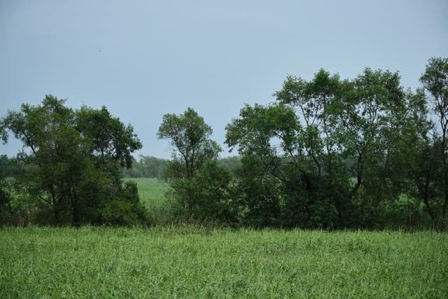 Tree wall
