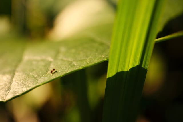 Ant